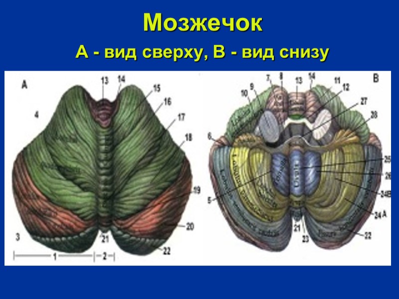 Мозжечок  А - вид сверху, В - вид снизу